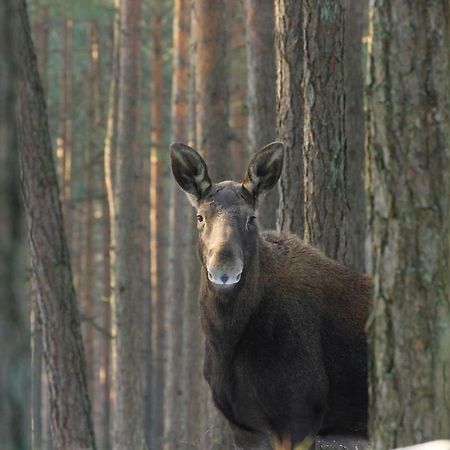 Kwatera Na Bagnach Osowiec  Eksteriør billede